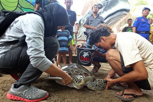 Indonesia sea turtle